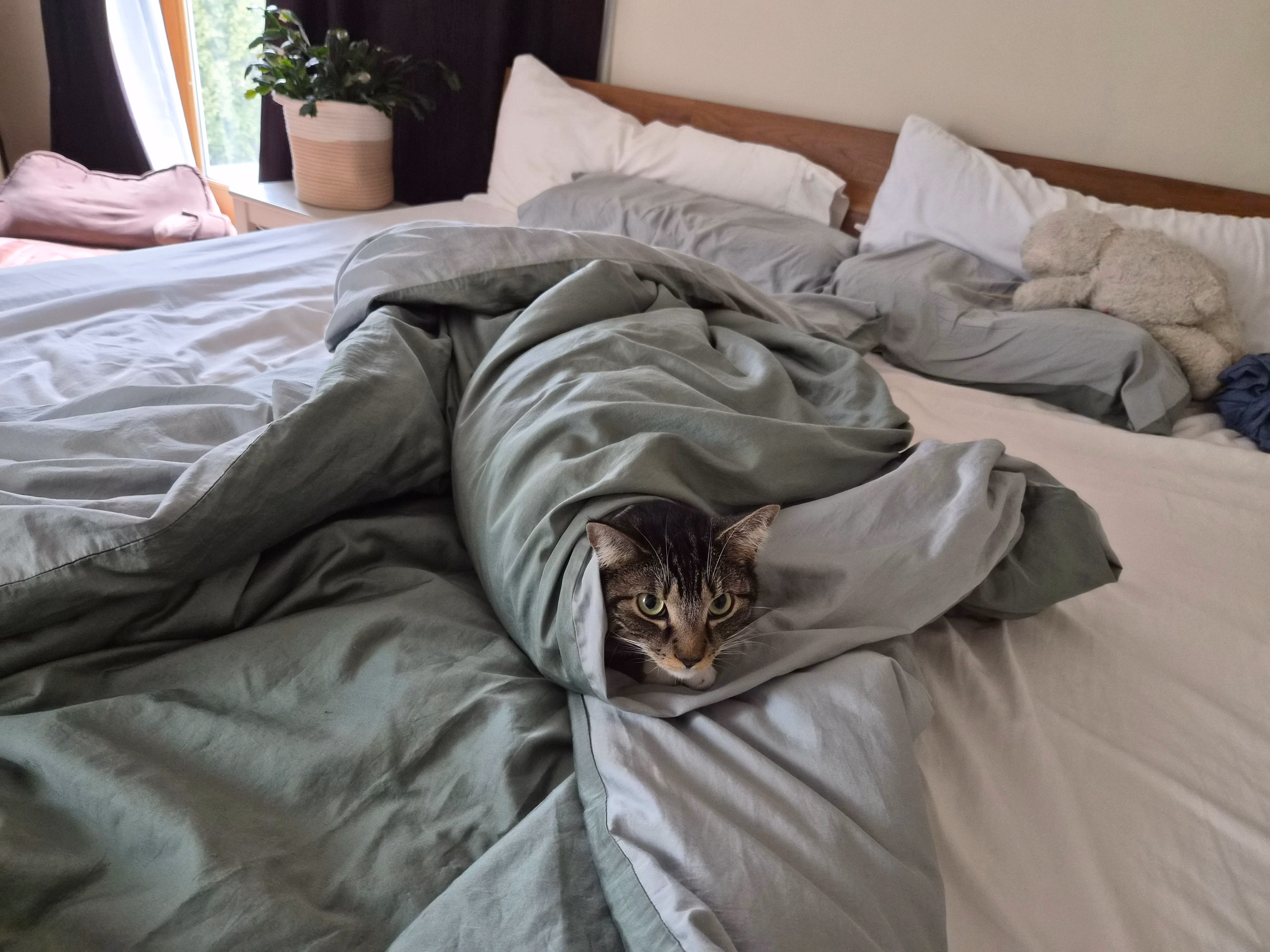 Coco hiding in the duvet
